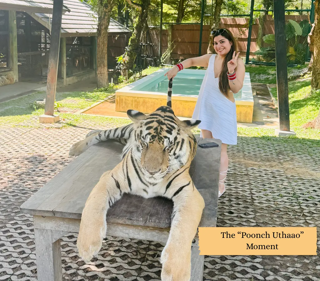Tigers in the Tiger Kingdom