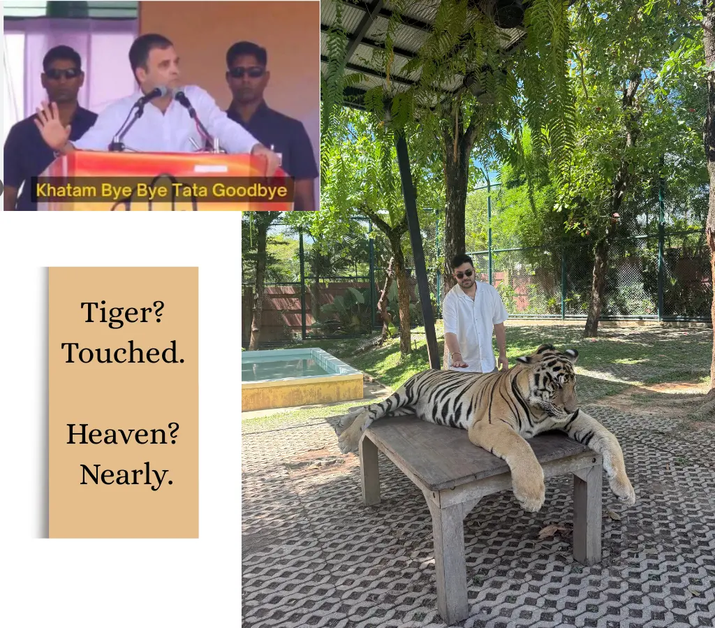 Tiger Kingdom experience